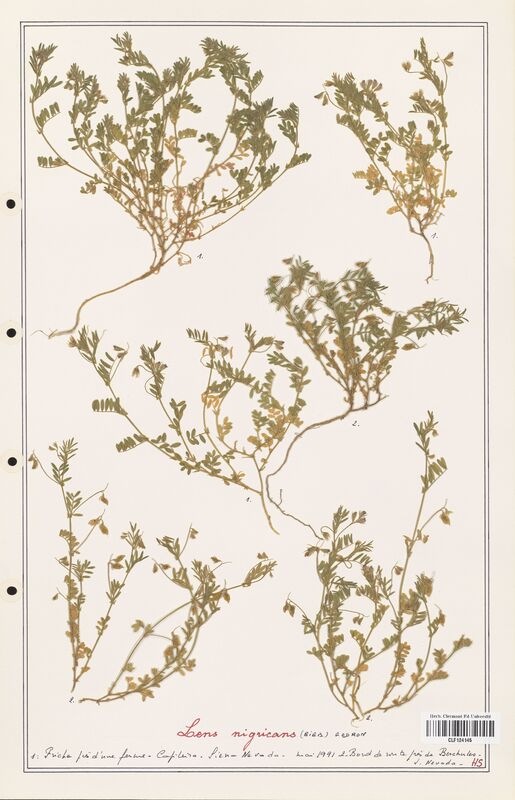 Lens nigriscans  (Fabaceae)