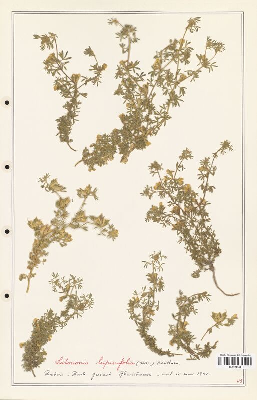 Lotonis lupinifolia  (Fabaceae)