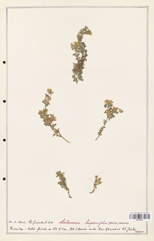 Lotonis lupinifolia  (Fabaceae)