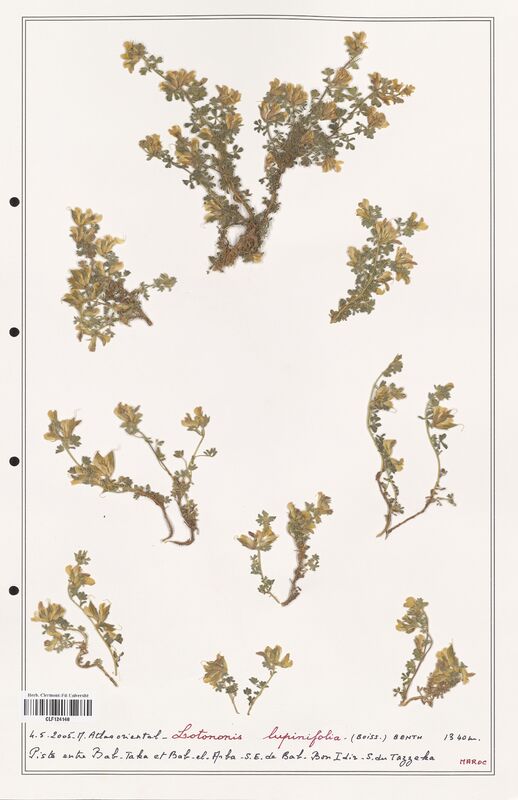 Lotonis lupinifolia  (Fabaceae)