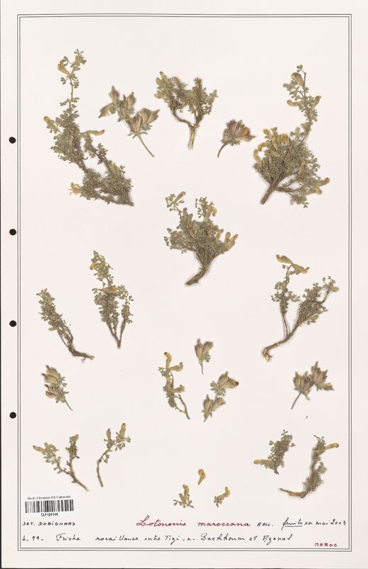 Lotonis maroccana  (Fabaceae)