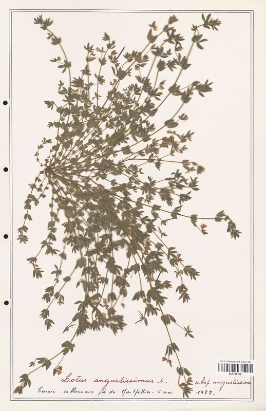 Lotus angustissimus  (Fabaceae)