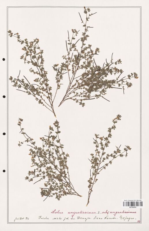 Lotus angustissimus  (Fabaceae)