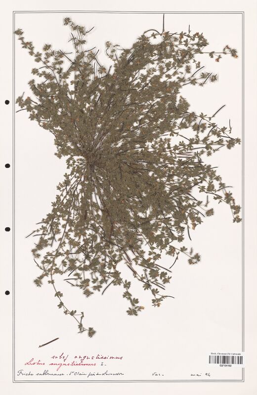 Lotus angustissimus  (Fabaceae)