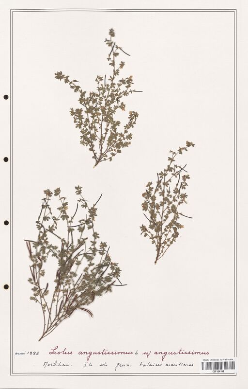 Lotus angustissimus  (Fabaceae)