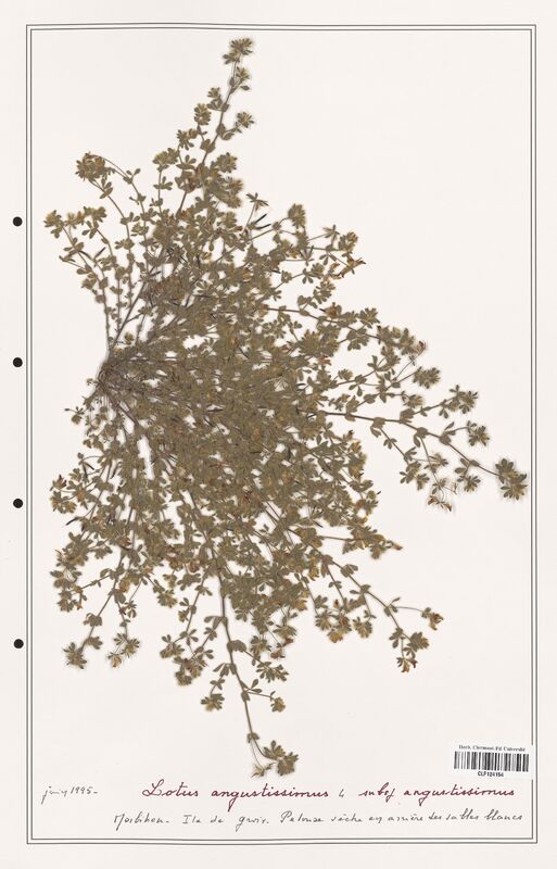 Lotus angustissimus  (Fabaceae)