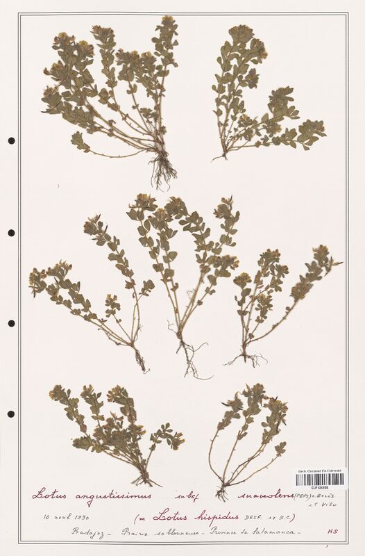 Lotus hispidus  (Fabaceae)