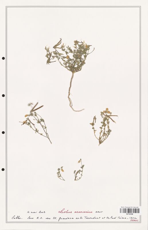 Lotus arenarius  (Fabaceae)