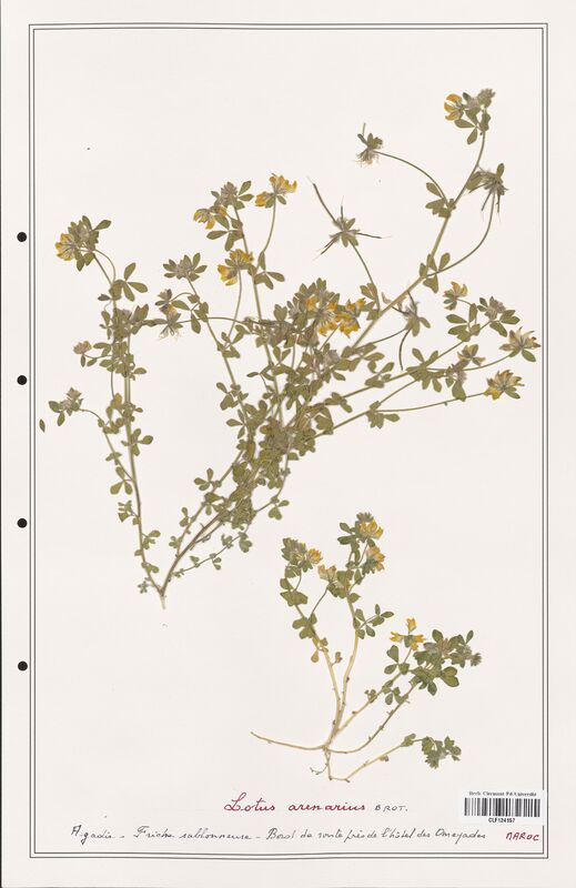 Lotus arenarius  (Fabaceae)