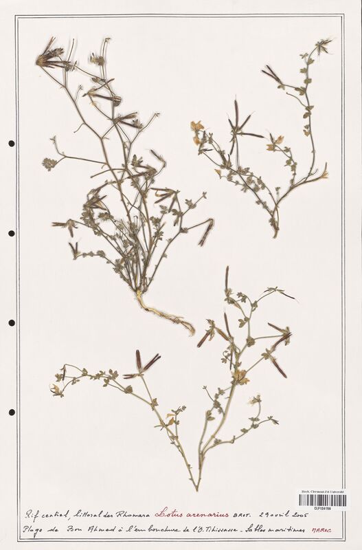 Lotus arenarius  (Fabaceae)