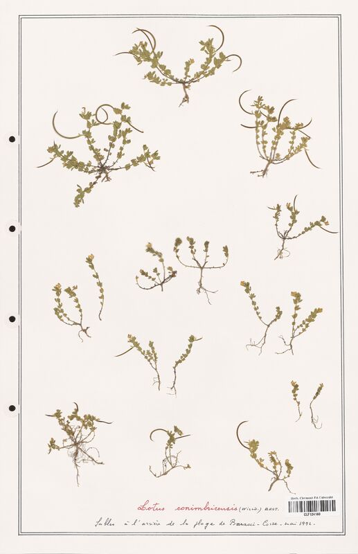 Lotus conimbricensis  (Fabaceae)