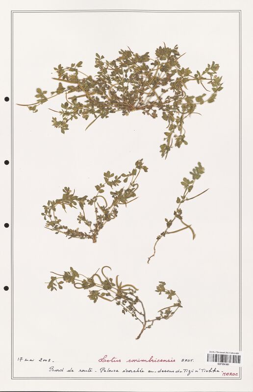 Lotus conimbricensis  (Fabaceae)