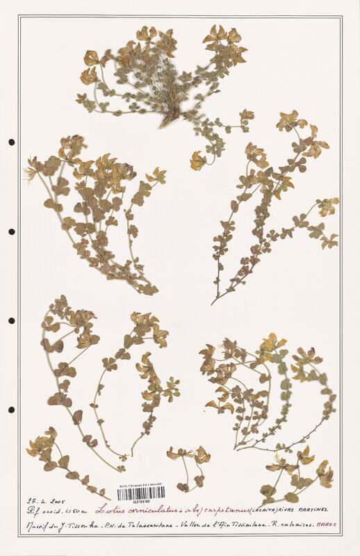 Lotus corniculatus  (Fabaceae)