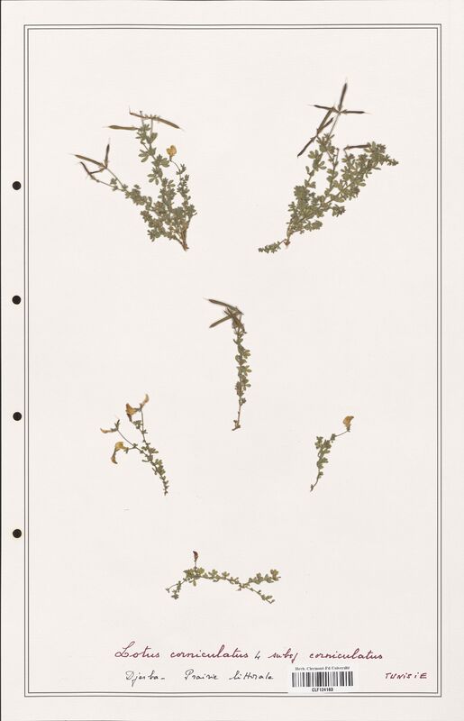 Lotus corniculatus  (Fabaceae)