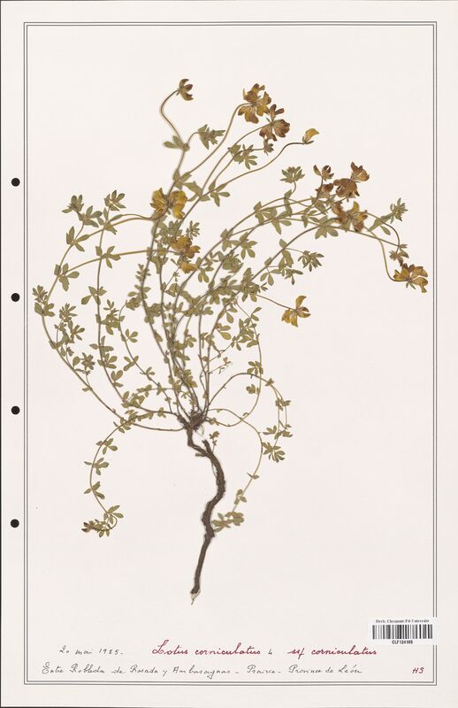 Lotus corniculatus  (Fabaceae)