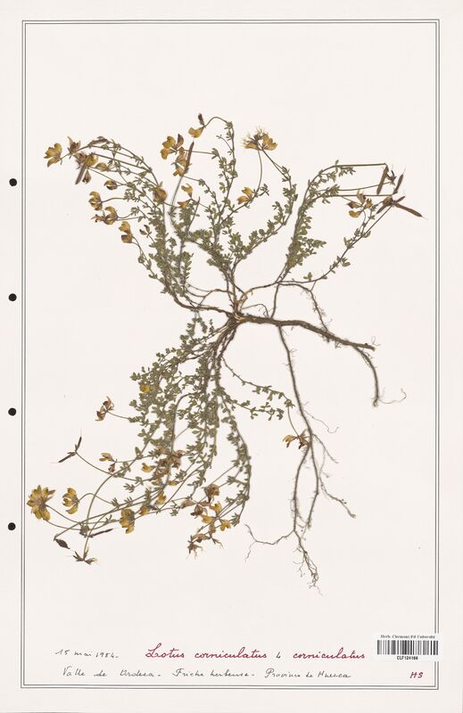 Lotus corniculatus  (Fabaceae)