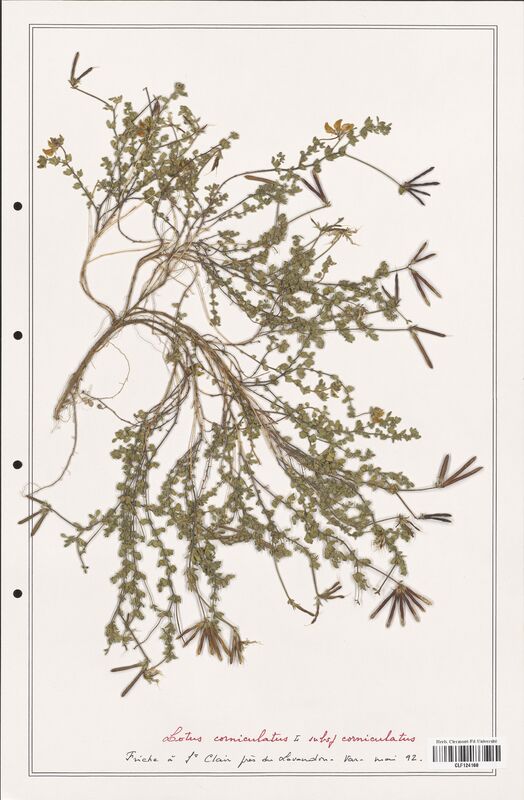 Lotus corniculatus  (Fabaceae)