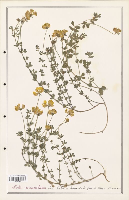 Lotus corniculatus  (Fabaceae)