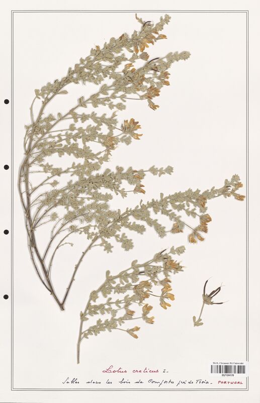 Lotus creticus  (Fabaceae)