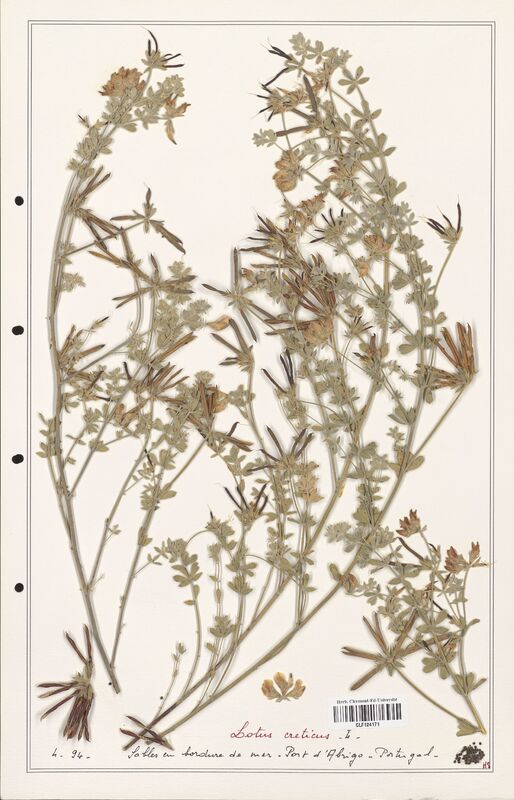 Lotus creticus  (Fabaceae)