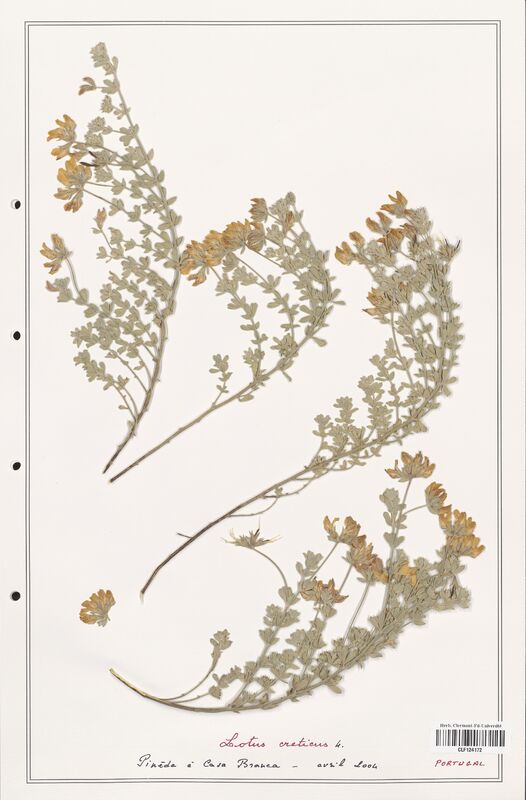 Lotus creticus  (Fabaceae)