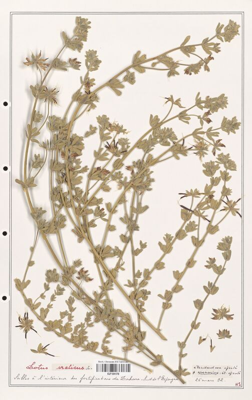 Lotus creticus  (Fabaceae)