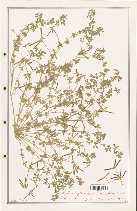 Lotus cytisoides  (Fabaceae)