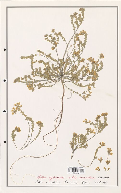 Lotus cytisoides  (Fabaceae)