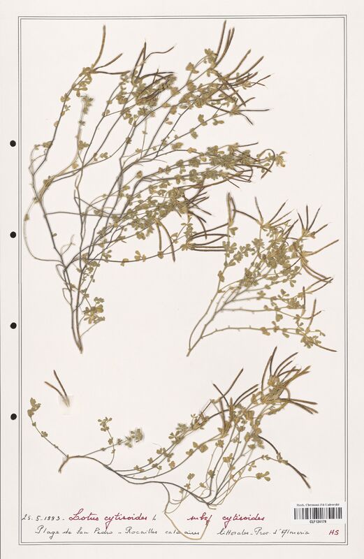 Lotus cytisoides  (Fabaceae)