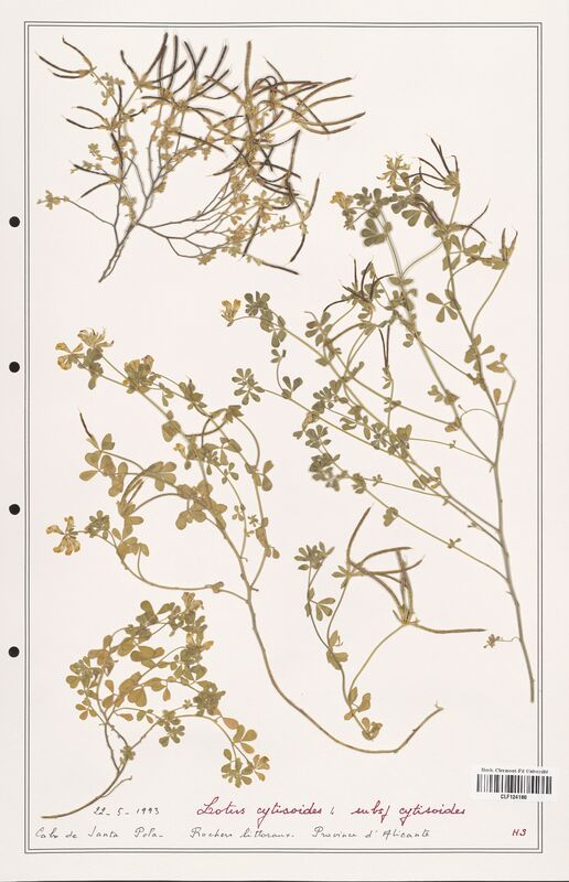 Lotus cytisoides  (Fabaceae)