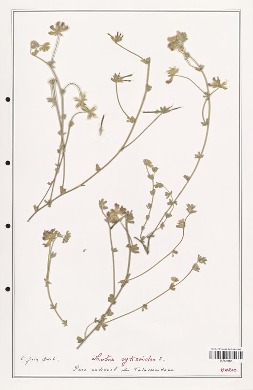 Lotus cytisoides  (Fabaceae)