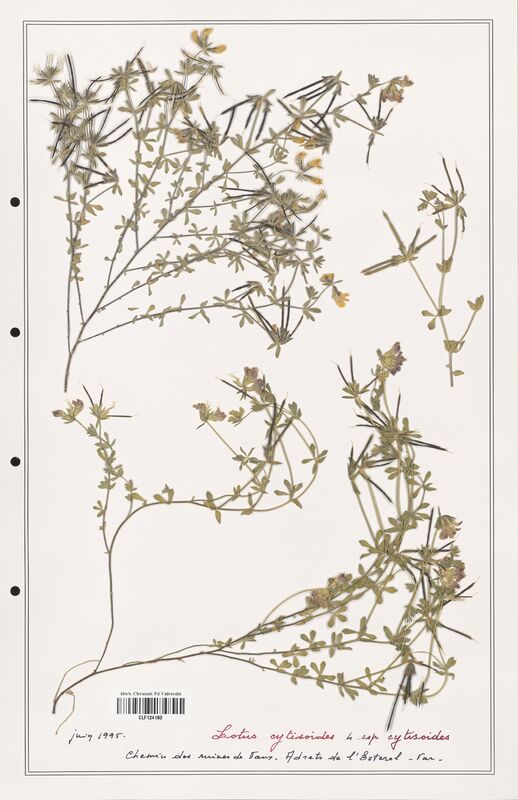 Lotus cytisoides  (Fabaceae)