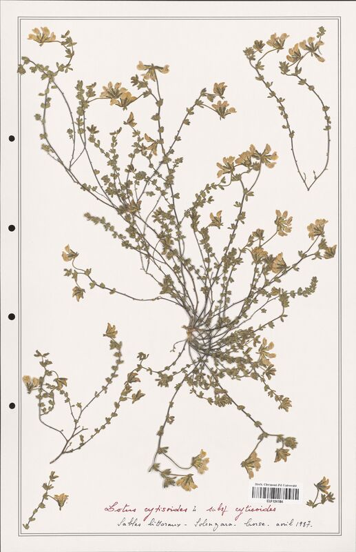 Lotus cytisoides  (Fabaceae)