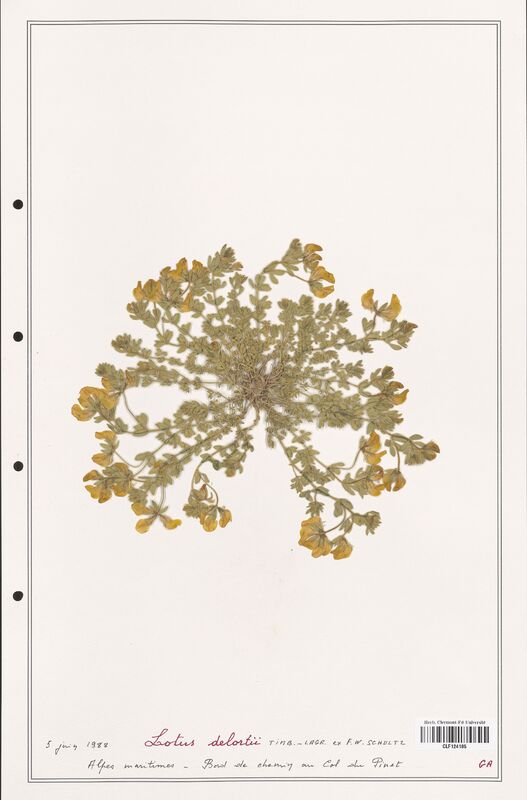 Lotus delortii  (Fabaceae)