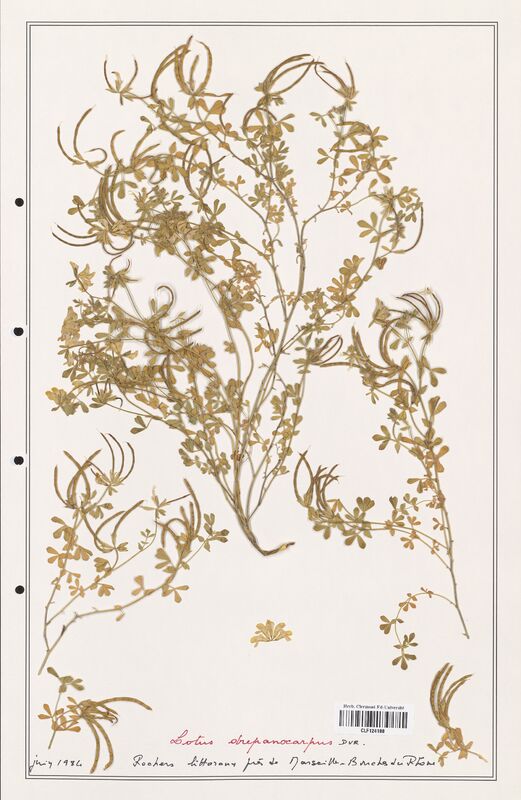 Lotus drepanorcarpus  (Fabaceae)