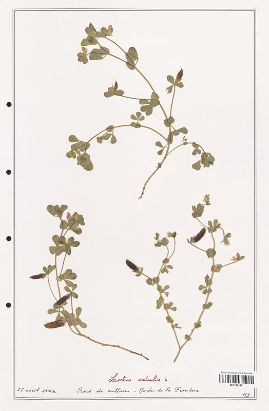 Lotus edulis  (Fabaceae)