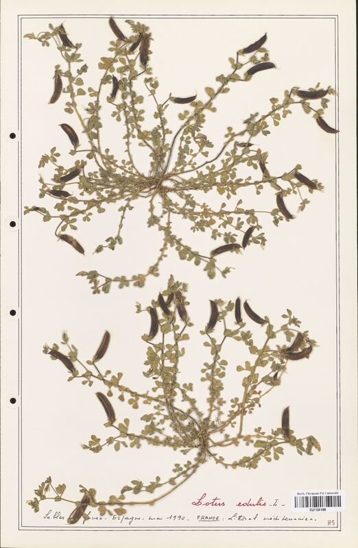 Lotus edulis  (Fabaceae)