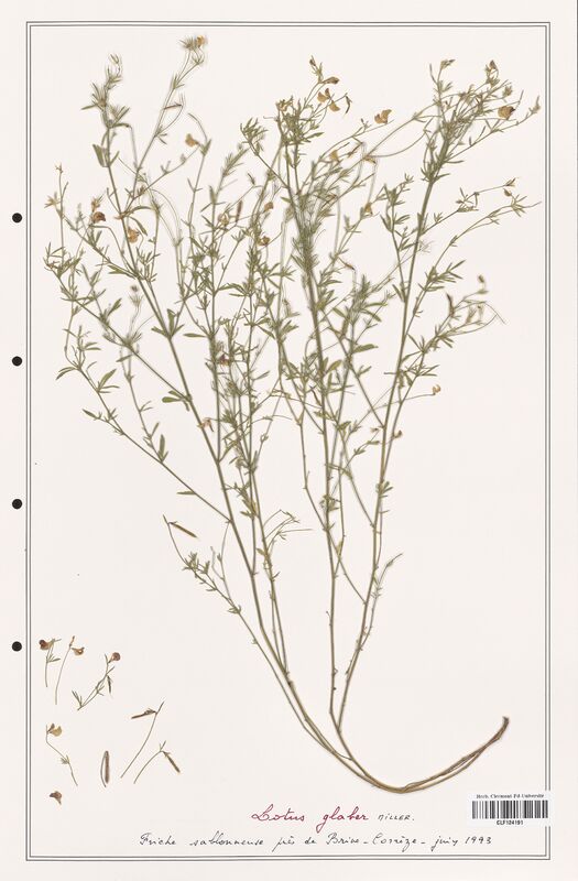 Lotus glaber  (Fabaceae)