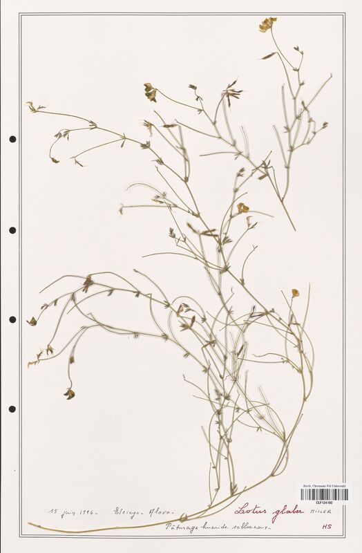 Lotus glaber  (Fabaceae)