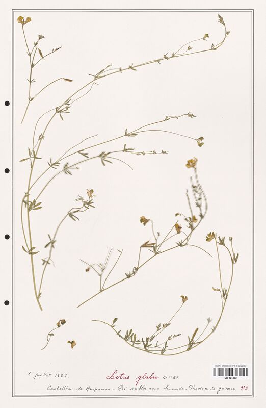 Lotus glaber  (Fabaceae)