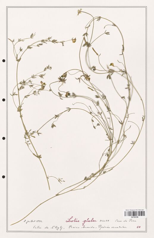 Lotus glaber  (Fabaceae)