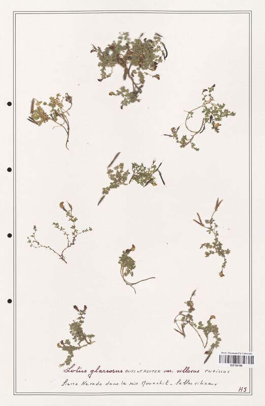 Lotus glareosus  (Fabaceae)