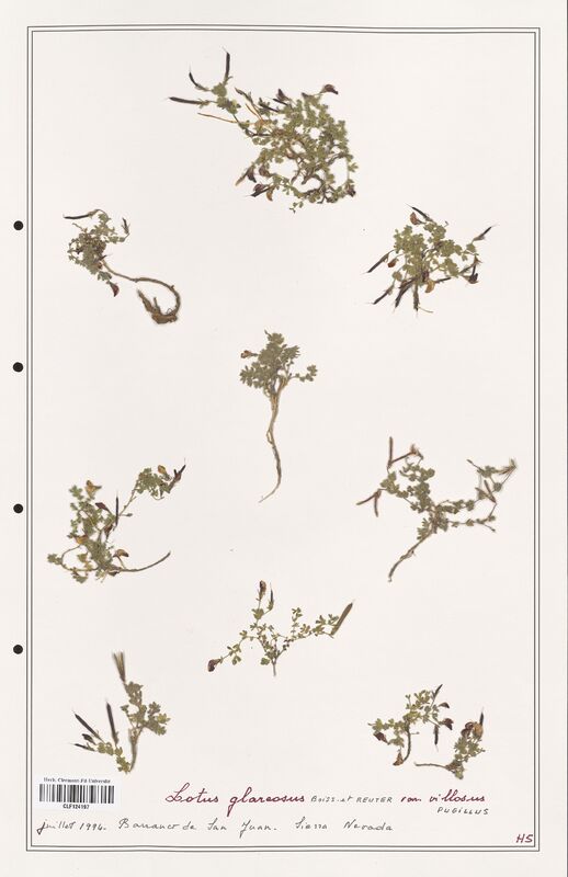 Lotus glareosus  (Fabaceae)