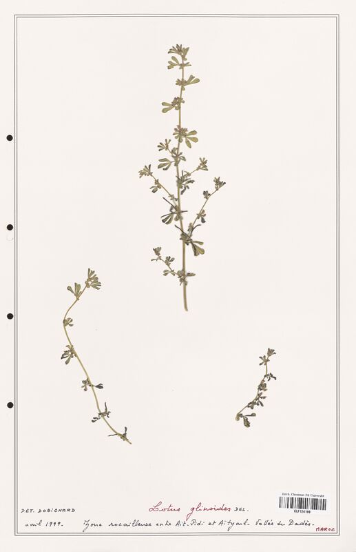 Lotus glinoides  (Fabaceae)