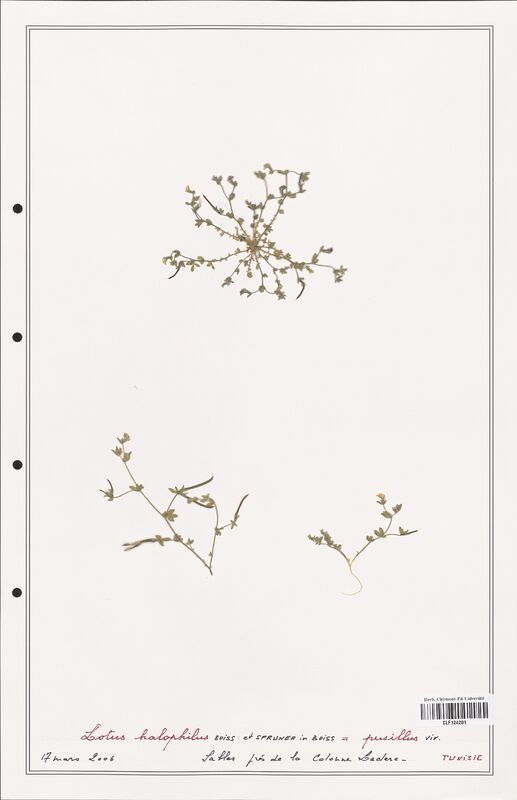 Lotus halophilus  (Fabaceae)