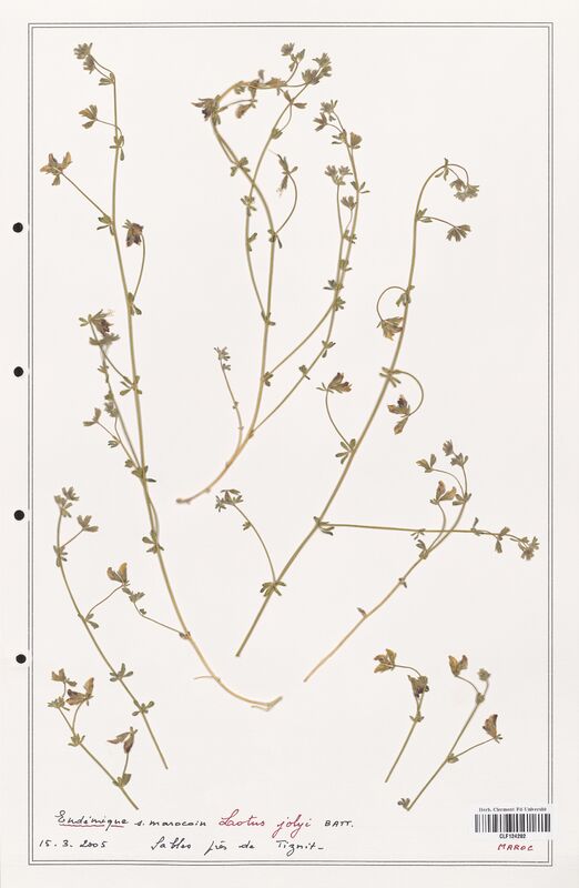 Lotus jolyi  (Fabaceae)