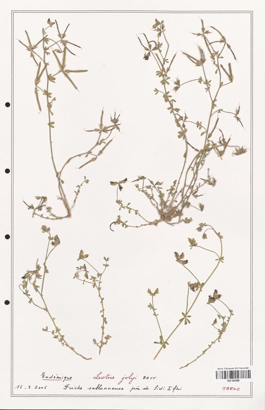 Lotus jolyi  (Fabaceae)