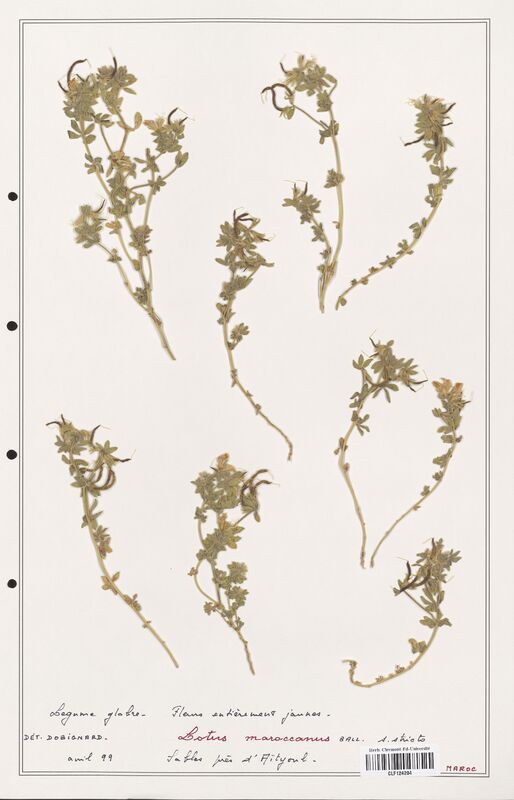 Lotus maroccanus  (Fabaceae)