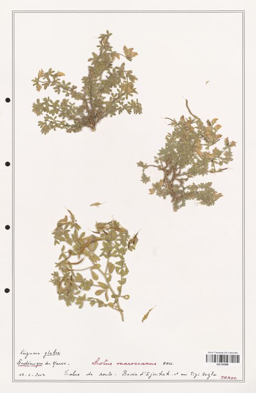 Lotus maroccanus  (Fabaceae)