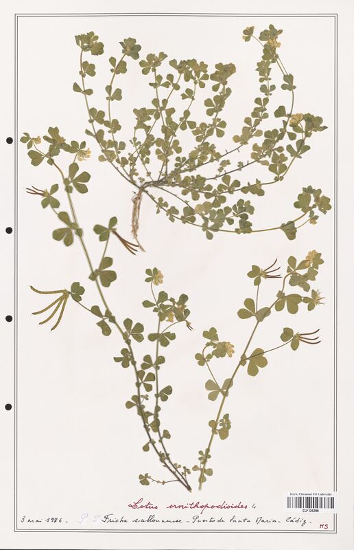 Lotus ornithopodioides  (Fabaceae)